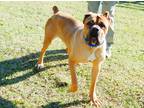 Adopt Isaac a Tan/Yellow/Fawn Cane Corso / Mixed dog in Norwood, GA (33937278)