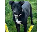 Adopt Abby a Black Staffordshire Bull Terrier / Cattle Dog / Mixed dog in Tempe