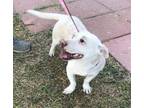 Adopt Oscar a White - with Tan, Yellow or Fawn Basset Hound / Mixed Breed
