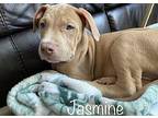 Jasmine Cane Corso Puppy Female