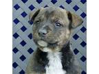 Digby Pit Bull Terrier Puppy Male