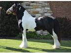 Black White Tobiano Gypsy Vanner Stallion at Stud 15hh Triple Registered