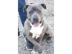 Adopt Max a Brindle American Pit Bull Terrier / Mixed dog in Sanger