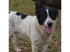 Adopt Blizzard a White - with Black Newfoundland / Collie / Mixed dog in