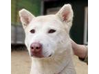 Adopt JANNIE (S.Korea - ck) a Jindo dog in Langley, BC (33967945)