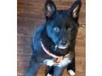 Adopt Danica a Black - with White Border Collie / Husky / Mixed dog in West St.