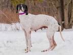 Adopt Alannah a White Pointer / Mixed dog in Ile-Perrot, QC (33963770)