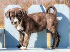PUPPY GINGER CURL Mountain Cur Puppy Female