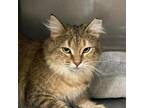 Hindi Bedford Maine Coon Young Female