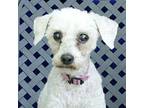 Lucy Poodle (Miniature) Adult Female