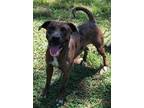 Adopt Lotto - PD Program a Merle Pit Bull Terrier / Catahoula Leopard Dog /