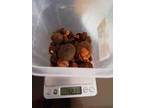 Buy Cow /Ox Gallstone Available On Stock Now