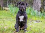 Adopt PUPPY PERCY a Black - with White Australian Cattle Dog / Mixed dog in