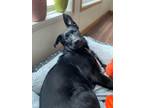 Adopt Dory - Adoption Pending a Black Labrador Retriever / Husky dog in Kelowna