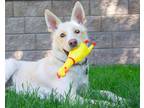 Adopt Cash a White Husky dog in Kelowna, BC (33980722)