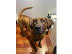 Adopt Briar a Brindle Mastiff dog in Kelowna, BC (33980723)
