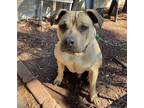 Adopt Brutus a Tan/Yellow/Fawn - with Black Mastiff / American Pit Bull Terrier