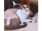 Adopt Mimosa a Cream or Ivory (Mostly) Snowshoe (short coat) cat in Duette