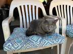 Adopt Valentine a Gray or Blue Domestic Shorthair / Domestic Shorthair / Mixed