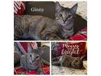 Ginny Domestic Shorthair Kitten Female
