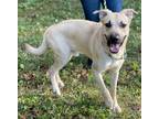 MOMO Black Mouth Cur Young Male