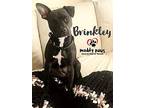 Brinkley Whippet Young Female