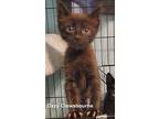 Ozzy Domestic Shorthair Kitten Male