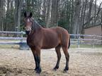 Adopt Jack a Bay Standardbred / Mixed horse in Salisbury, MD (33993922)