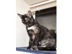 Melodie, Domestic Shorthair For Adoption In Spruce Grove, Alberta