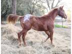 2021 Handsome Appaloosa Sports Horse