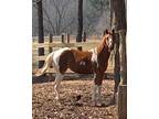 Gorgeous All Around Bred APHA and PtHA Tobiano Paint Filly