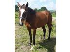 Stakes Placed and Stakes Producing Mare in Foal to Daaher