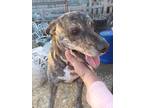 Adopt Ruthie a Brindle - with White Catahoula Leopard Dog / Mixed Breed (Large)