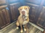 Adopt Poppy a Tan/Yellow/Fawn Shar Pei / Mixed dog in Fort Worth, TX (34004125)