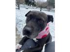 Adopt Maeve a American Staffordshire Terrier, Staffordshire Bull Terrier