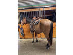 Dun Quarter Horse Gelding, coming 3 year old