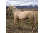 Well Bred Ranch, Rodeo, Family, Trail, Versatility Prospect. 2020 AQHA Gelding
