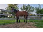 Sweet and Calm TB Gelding