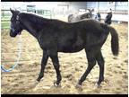 Flashy and Well Bred 2021 AQH Filly