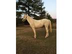 Palomino Tennessee Walker trail horse