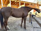 12 year old ottb mare