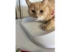 Adopt Pho a Orange or Red Domestic Shorthair / Domestic Shorthair / Mixed cat in