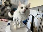 Adopt Flip a White Domestic Longhair / Domestic Shorthair / Mixed cat in
