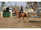 Beginner Safe Gaited Trail Horse gelding for sale