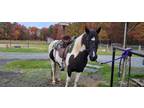 14.2 hand Welsh/QH gelding--blk/wht pinto, stout and gentle