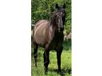 Gorgeous Grulla Arab/QH mare