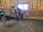 Registered 2014 buckskin AQHA mare