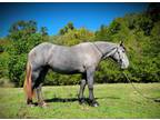 Exceptional Guauanteed mare