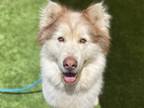 Adopt HEATH a Red/Golden/Orange/Chestnut Alaskan Malamute / Mixed dog in Tustin