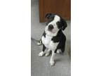 Adopt Biggie--I'm a Puppies for Parole Dog!!! a Labrador Retriever
